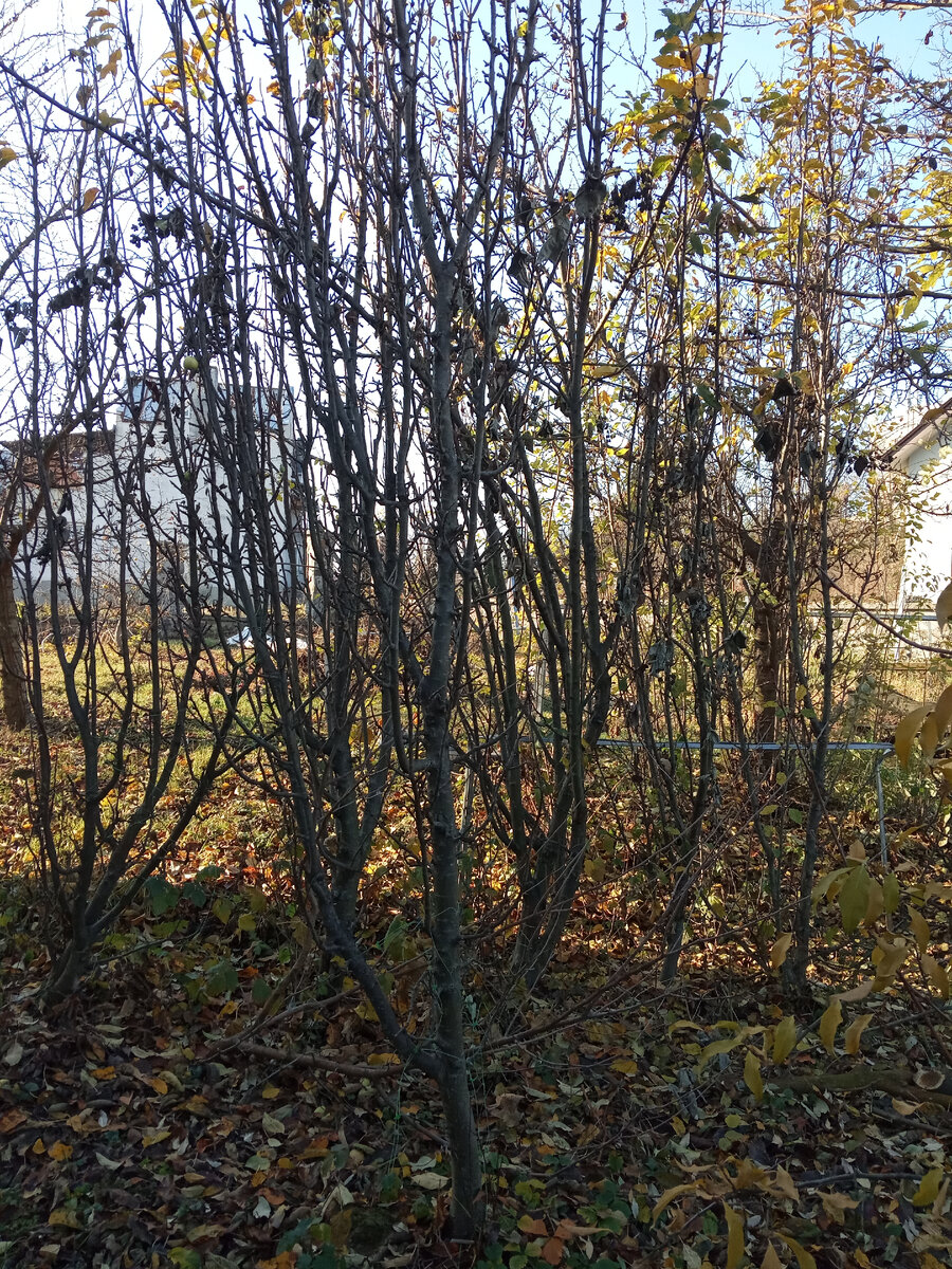 Нашему саду колоновидных яблонь уже 16 лет. Каждый год они щедро плодоносят