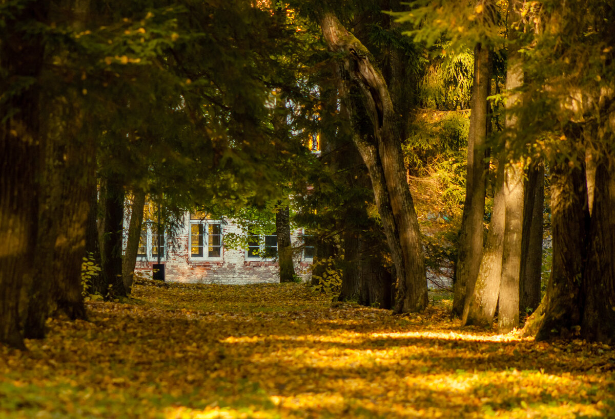Липовые аллеи усадьбы Михайловское золотой осенью. Фото Ольги Дворецкой.