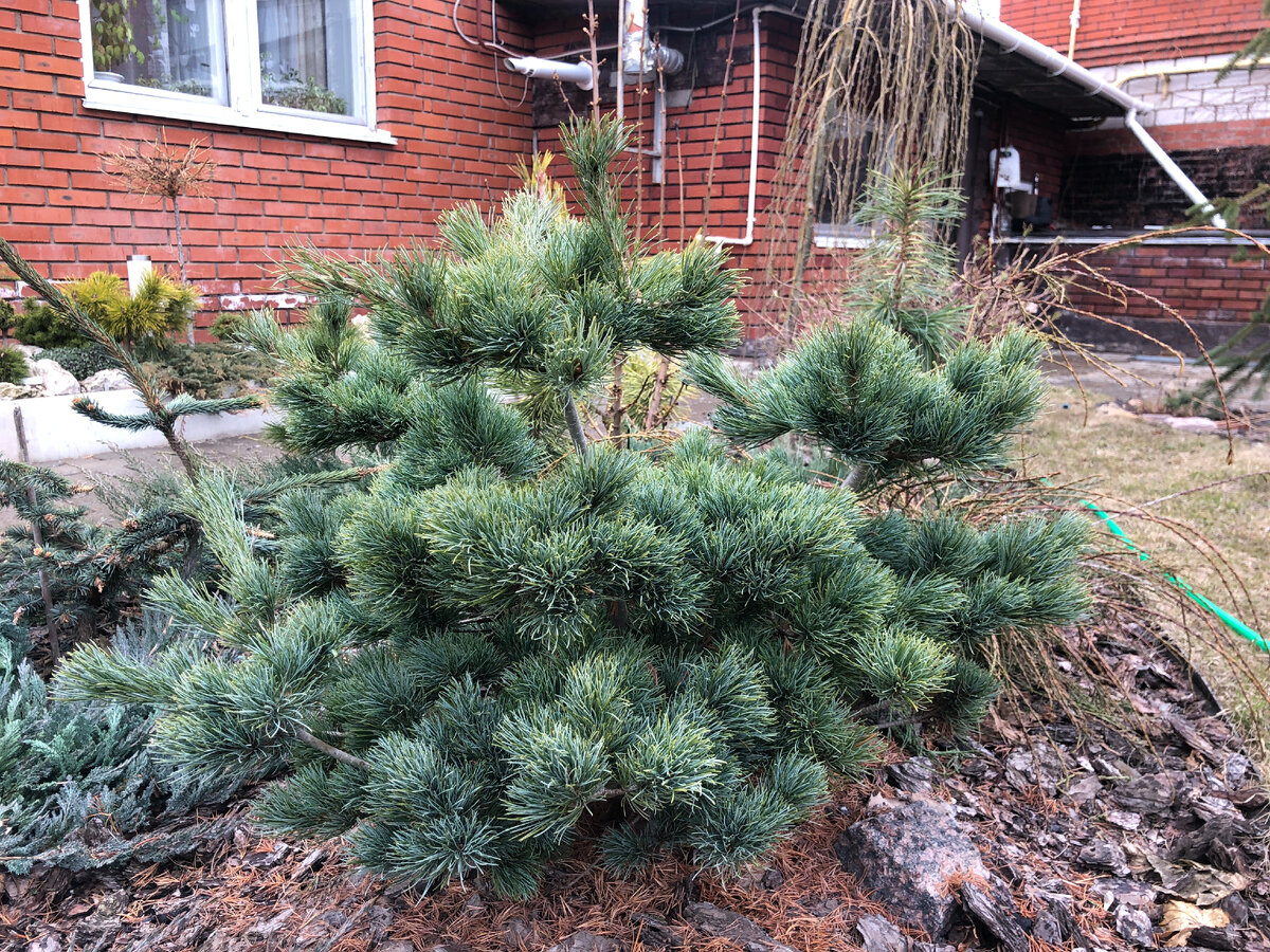 Pinus parviflora Fukuzumi