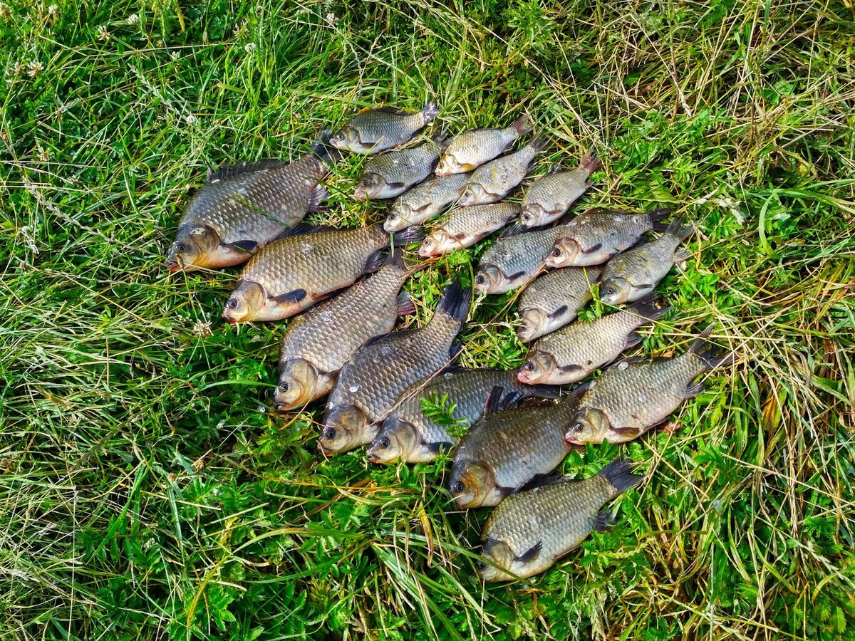 Клев в невинномысске. Мормышка на карася летом. Караси в водоеме Подмосковье. Мормышка на карася.