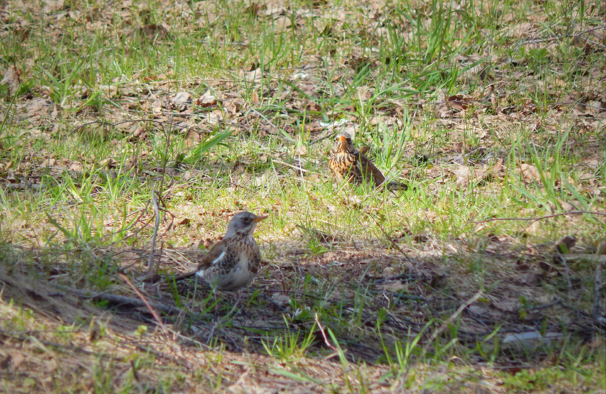 На этой фотографии два дрозда-рябинника ищут корм, не забывая осматриваться по сторонам! Что делает их весьма осторожными птицами! Они оповещают об опасности предупреждающими криками со строкотом не только других птиц, но и млекопитающих. Дрозд-рябинник (отряд Воробьинообразные, семейство Дроздовые, род Дрозды) распространён в хвойных и лиственных лесах средней и северной части Евразии. Он залетает и в парки крупных городов, селится недалеко от сёл и в деревнях. 