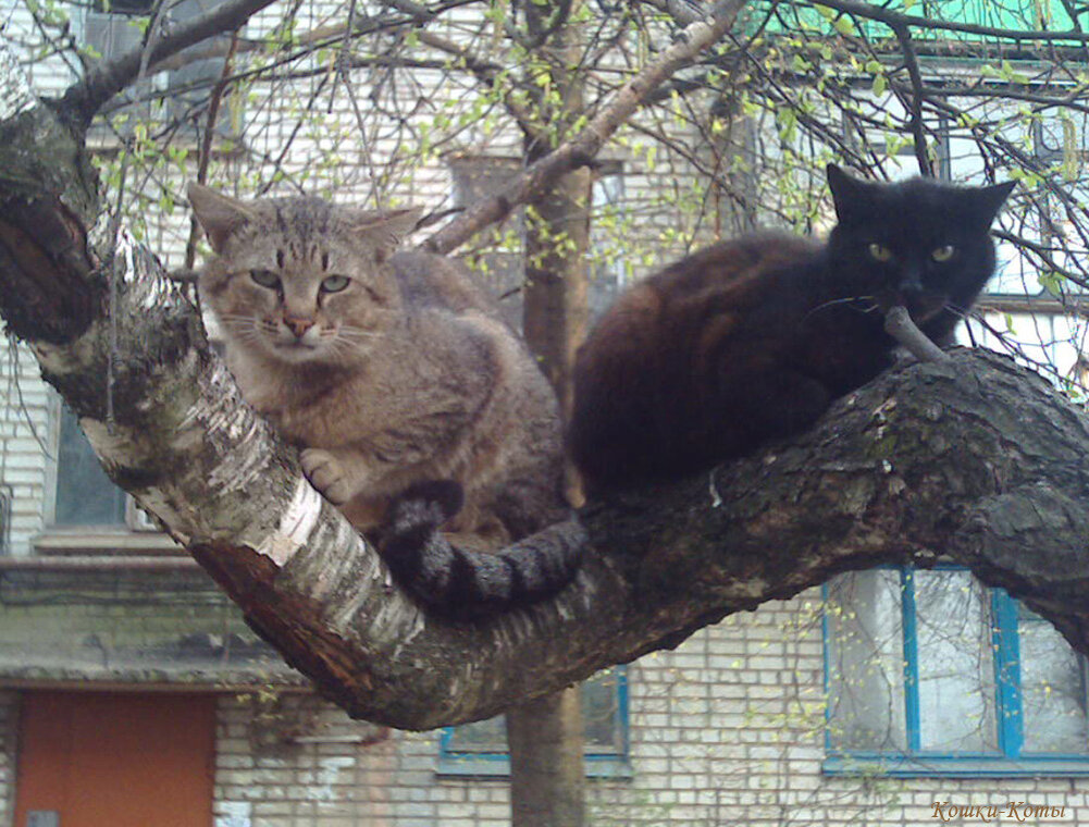 Почему береза кривая. Версия дворовых котов | Коты и деревья