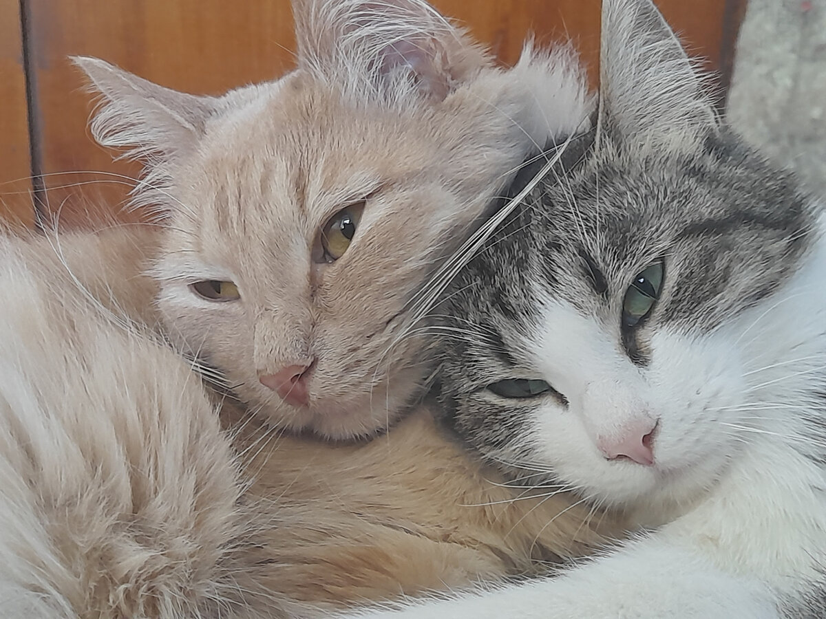Котики любовь картинки