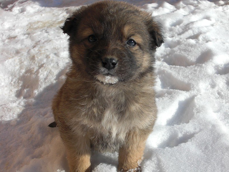 Беспородный щенок, иллюстративное фото из Яндекс.Картинок