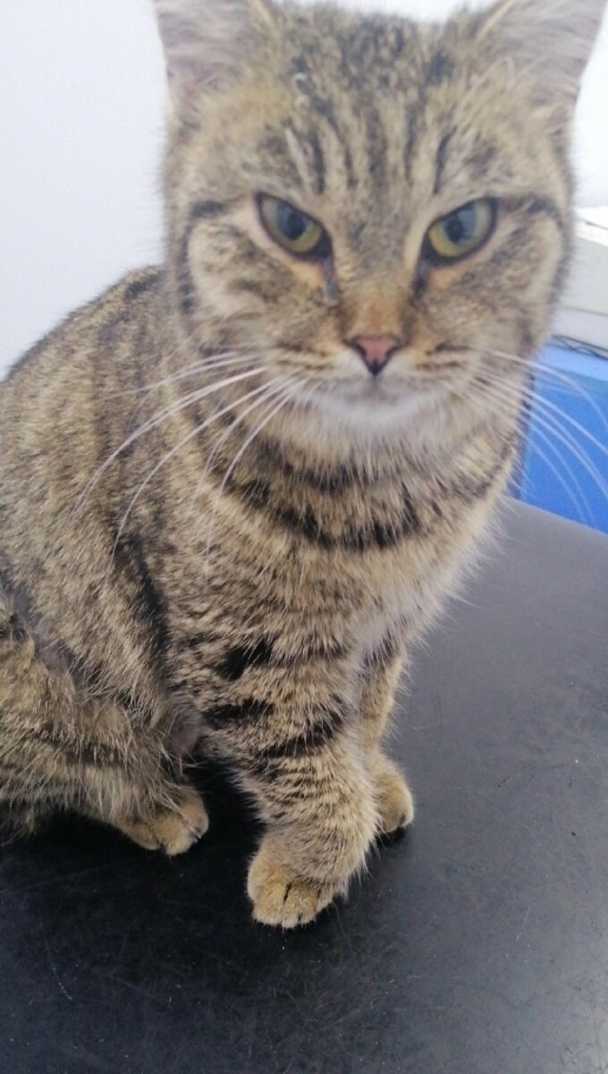    Кошку Эмилию подбросили в подъезд перед Новым годом. Фото: личный архив/ Приют«Джульбарс и его друзья».