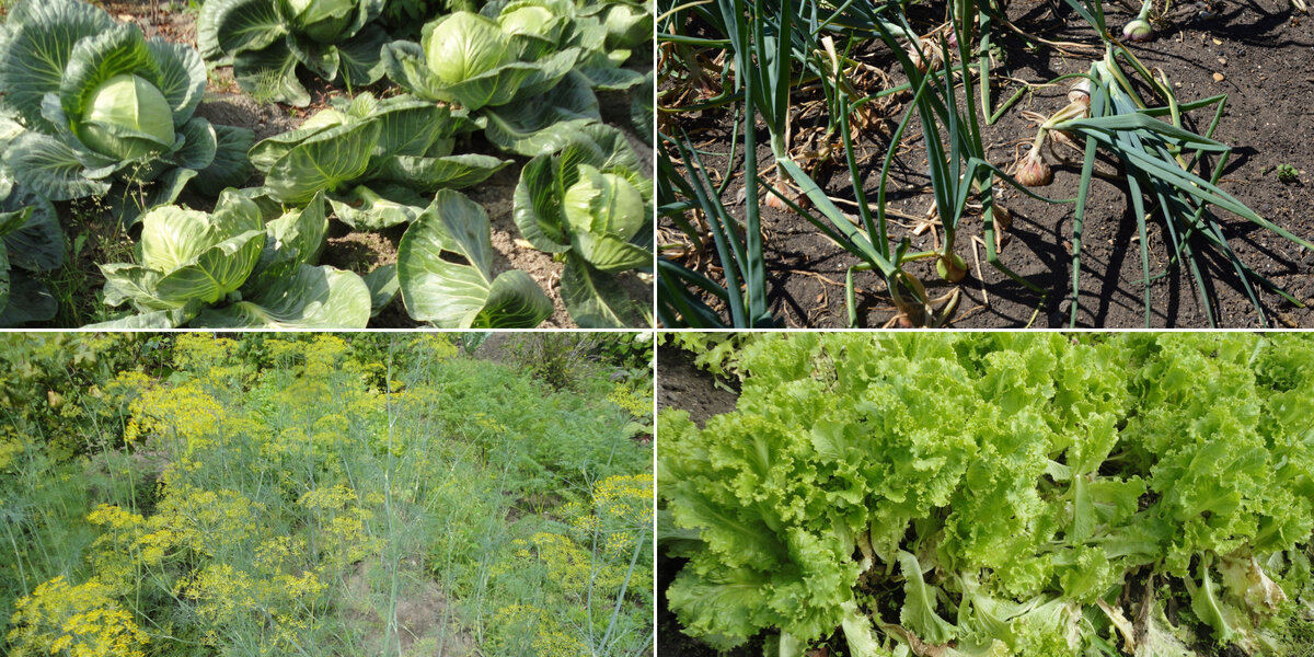    Выращивание капусты и других огородных культур в малом частном саду — это нонсенс. Фото автора