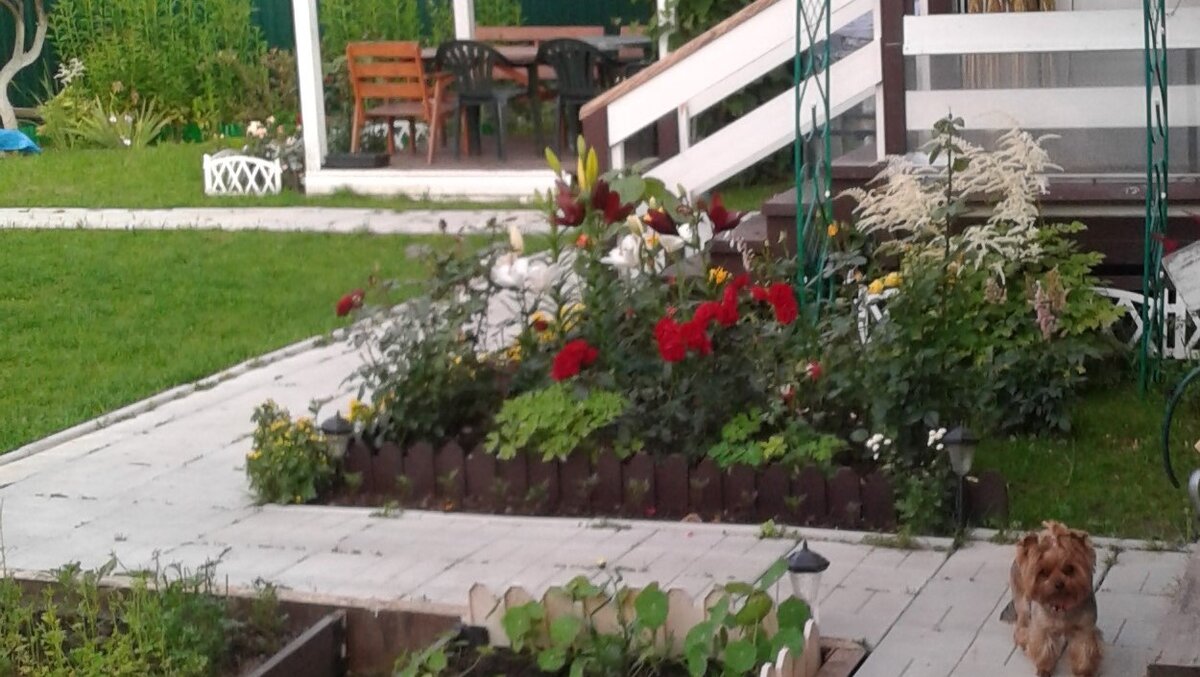 Клумба с розами, 14 июля 2018 г. Спустя 4 года  эту клумбу я называю розарием. 
