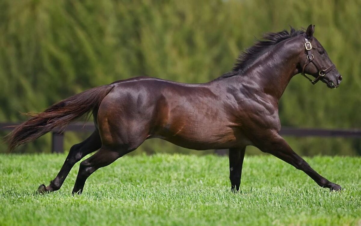 Гнедая лошадь. Из свободного источника.