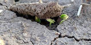 Фото из интернета, вместе легче такую глыбу поднять