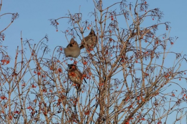    Фото: пресс-служба ФГБУ «Заповедники Оренбуржья»