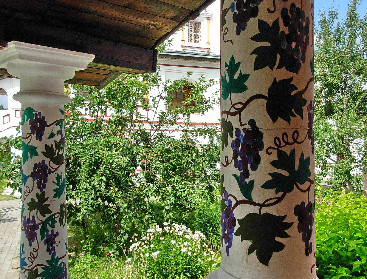 Виноградные лозы 