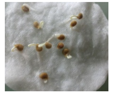 Нужно ли обрабатывать семена. Прорастить семена перца в ватных дисках. Семена томата пророст. Семена на ватном диске. Семена перца на ватном диске.