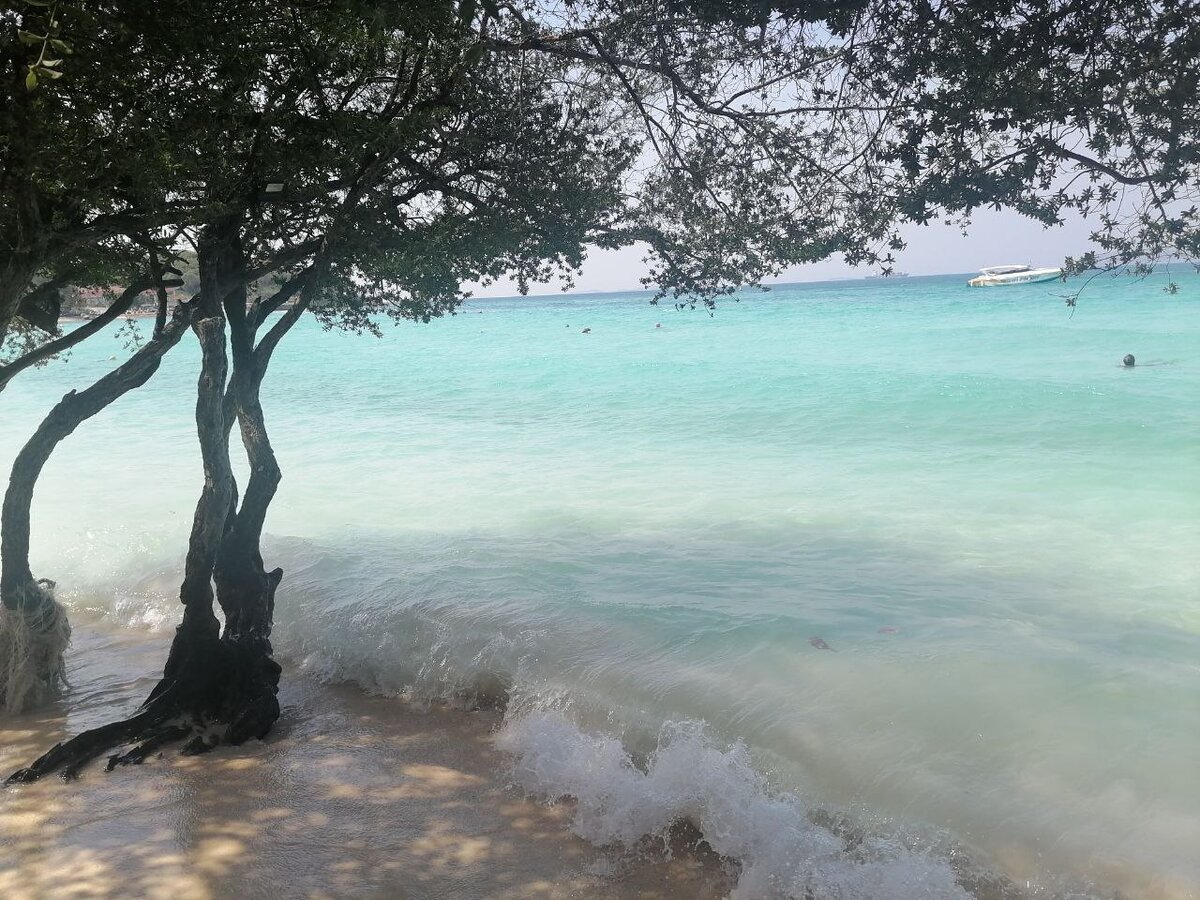 Деревья на пляже, очень живописно.