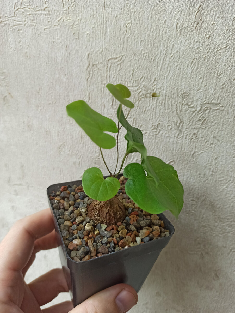 Диоскорея слоновая из моей домашней коллекции - не слишком дальний родственник лианы ипомея батата (фото автора)