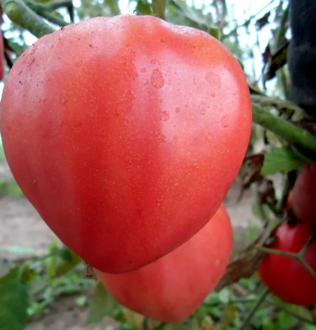 Бычье сердце