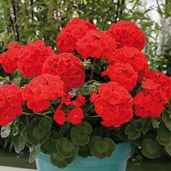 «Мулен Руж2»