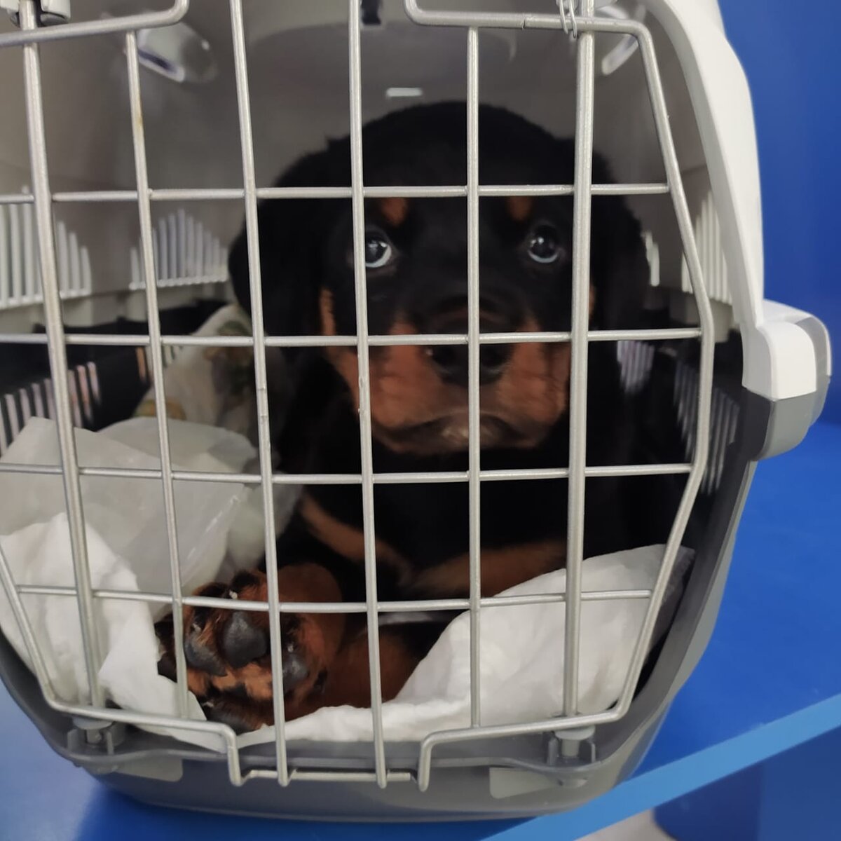 Поночка уезжает