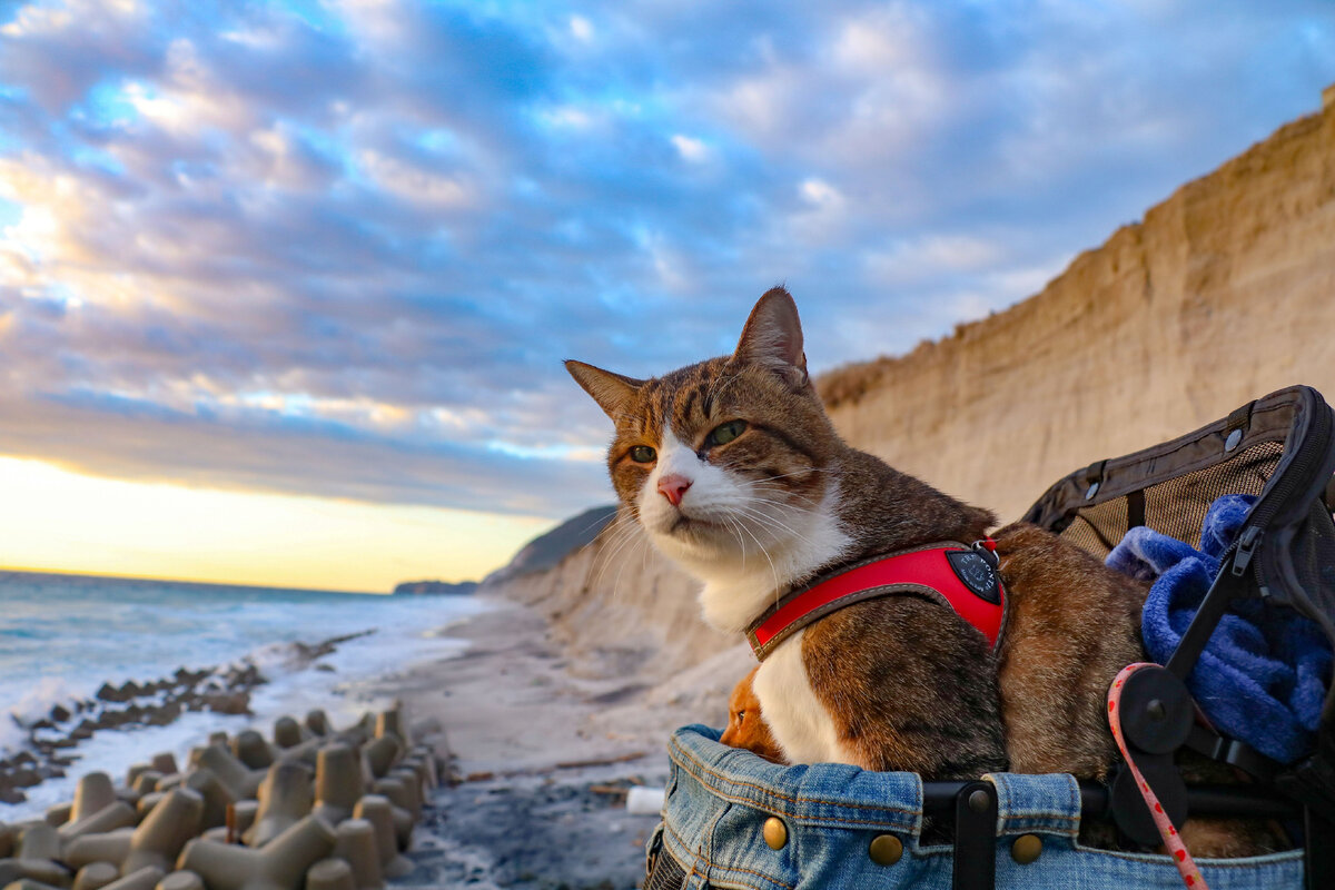 Стоит ли брать кота в поход на природу | Petshop Journal | Дзен