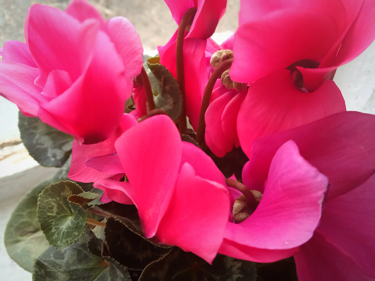 На фото цветы, подаренные мне... падчерицей. Главное - правильно выйти замуж, бабы-девки, я всегда это говорила.