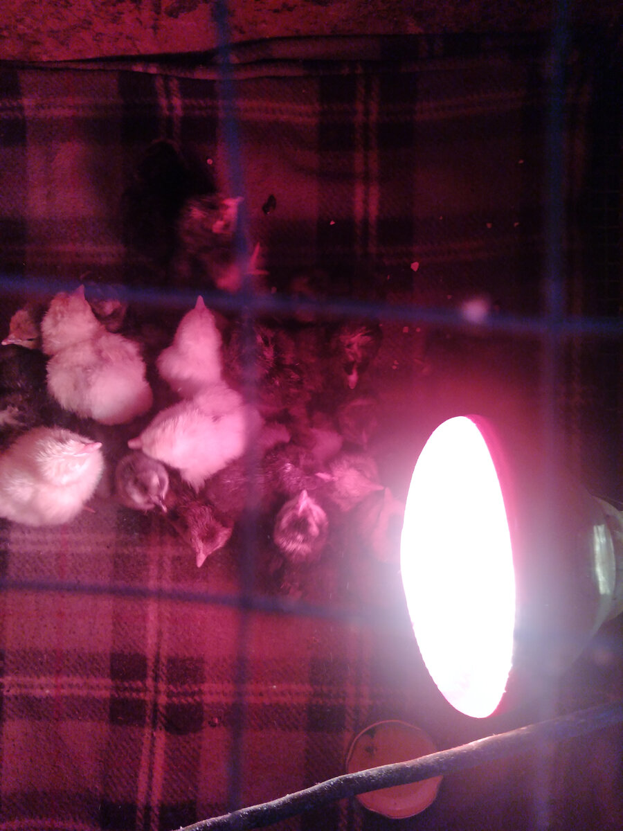 Только с инкубатора.