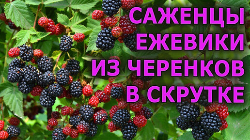 ПОСТАВИЛ НА УКОРЕНЕНИЕ ЧЕРЕНКИ БЕЗШИПОЙ ЕЖЕВИКИ В СКРУТКАХ / ПОКАЗЫВАЮ КАК ВЫРАСТИТЬ САЖЕНЦЫ ЕЖЕВИКИ ИЗ ЧЕРЕНКОВ