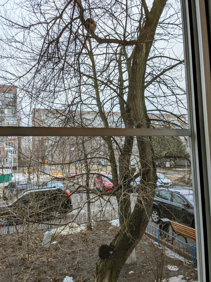 Вот, аж трое на деревьях. Фото из личного архива 