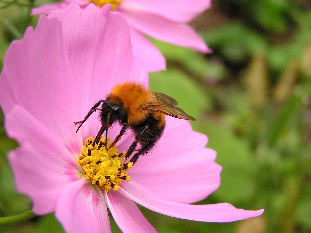 фотография взята из открытого доступа сети интернет / Фото Yamanaka Tamaki ( Flickr.com)