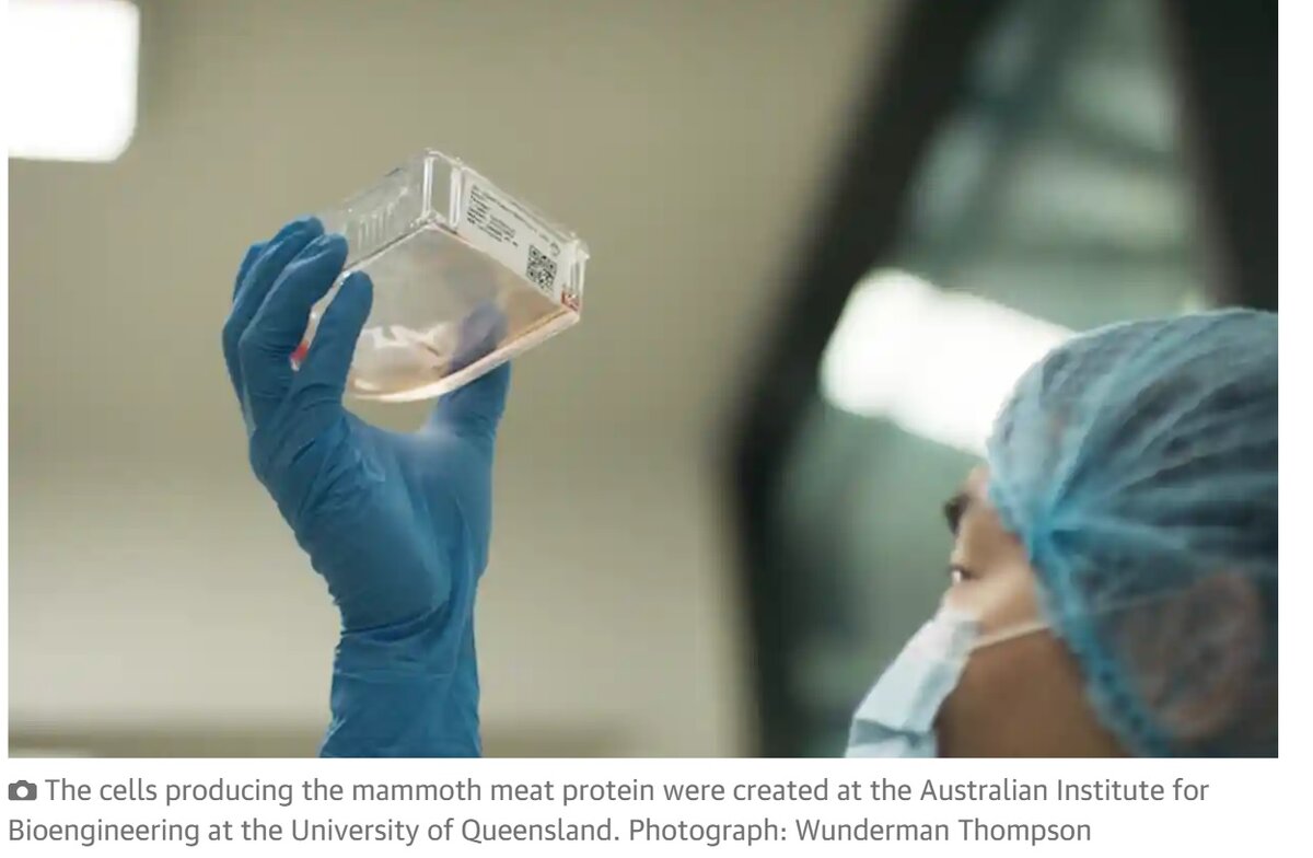 Фото из статьи в The Guardian