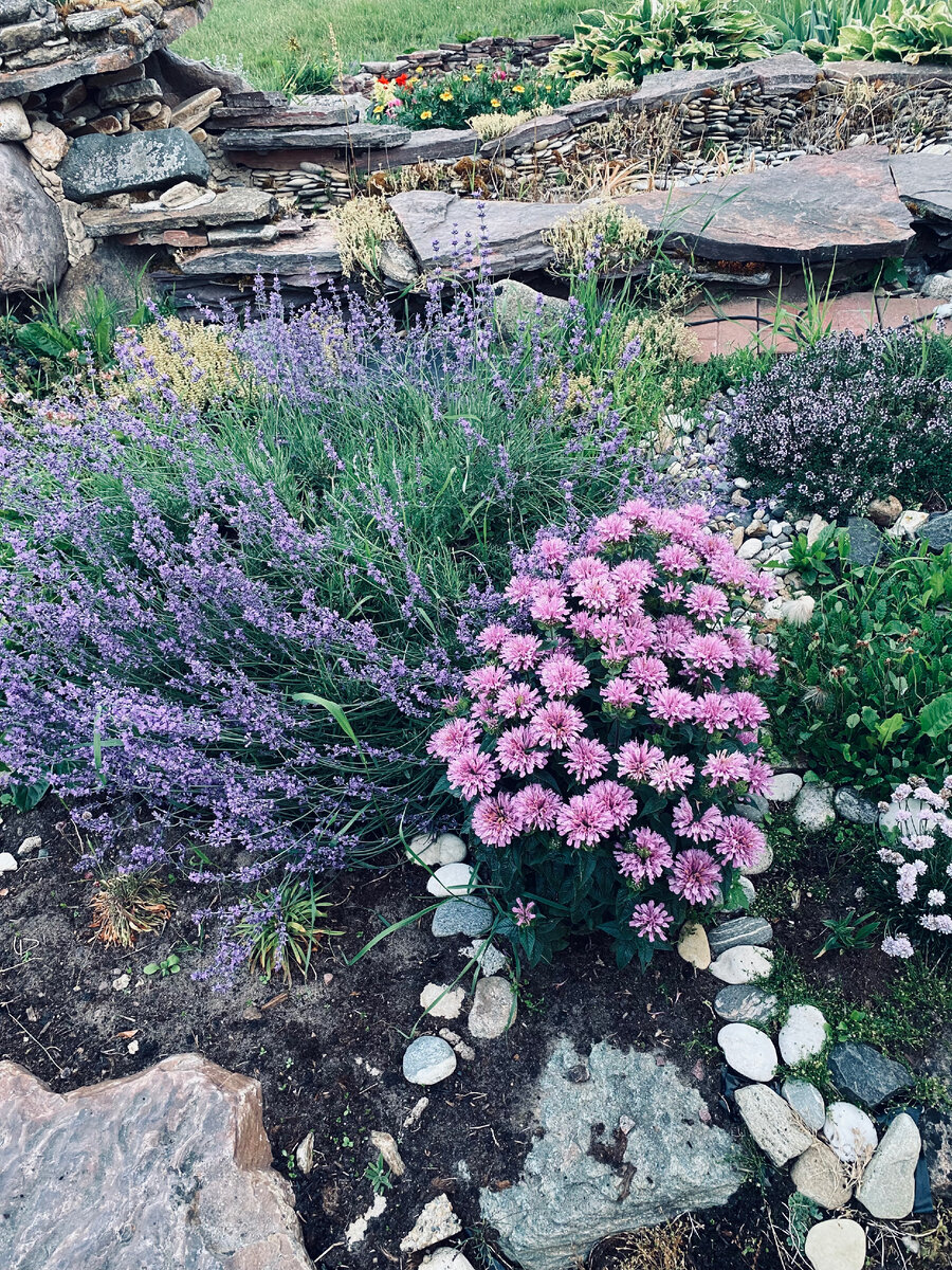 Моя лаванда с монардой в прошлом июле.