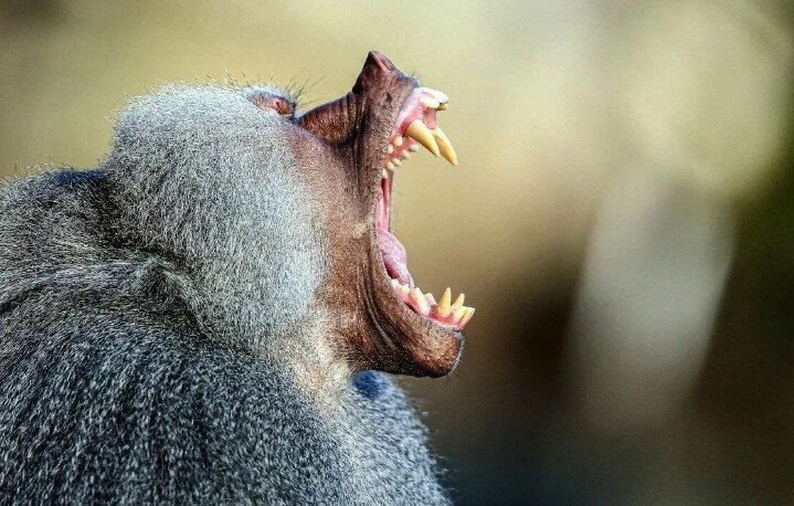 Правда ли, что павианы — самые агрессивные обезьяны на планете | Записки  Филина | Дзен