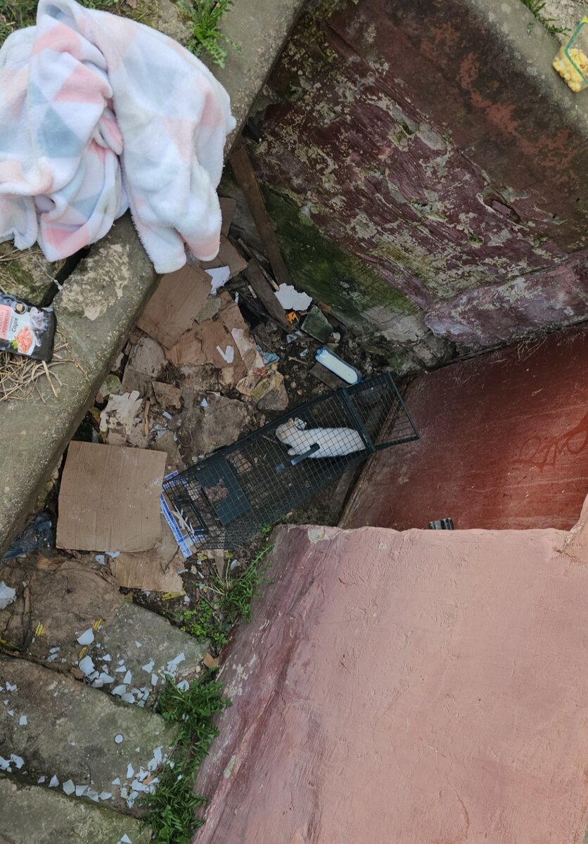 Фото автора. Нашли ее наконец-то возле одного из подвалов. Она постоянно куда-нибудь бежала от страха.