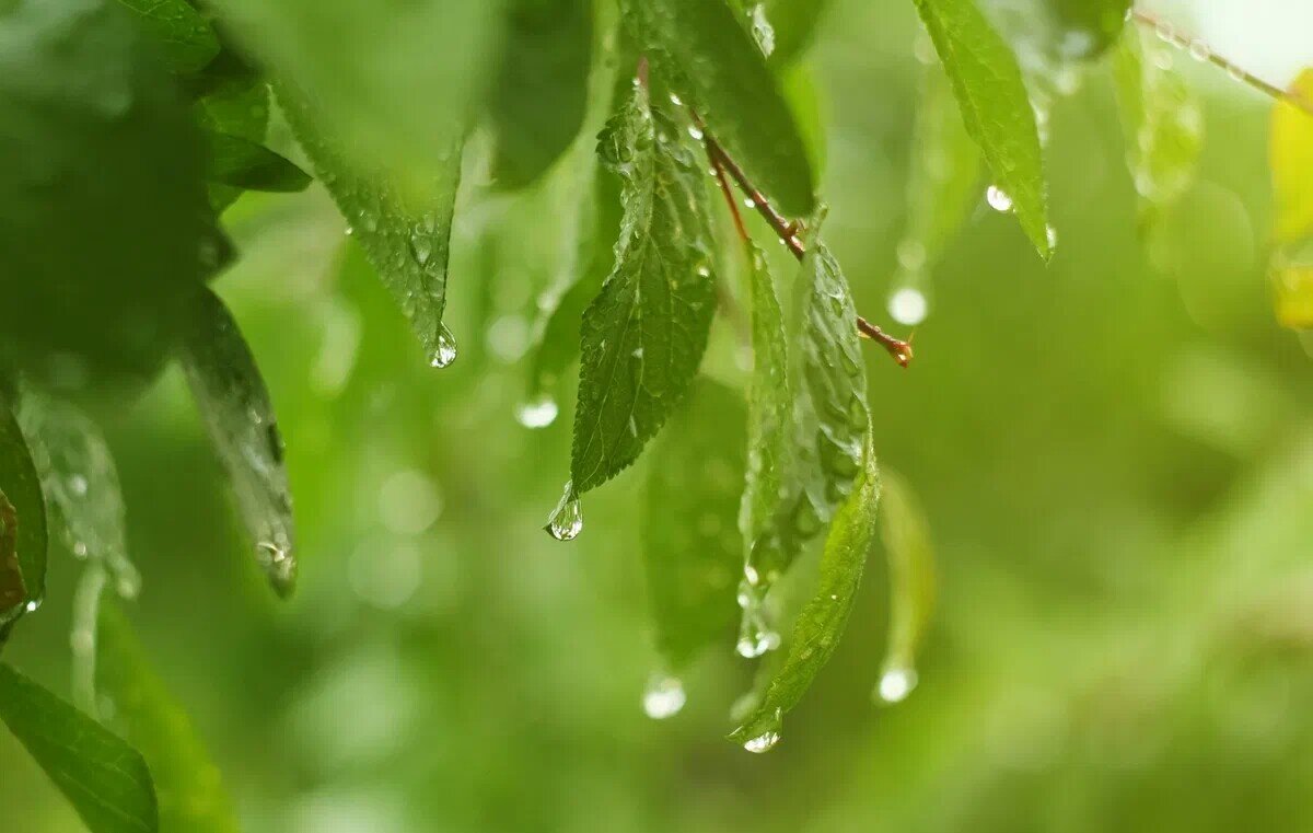 После дождя.