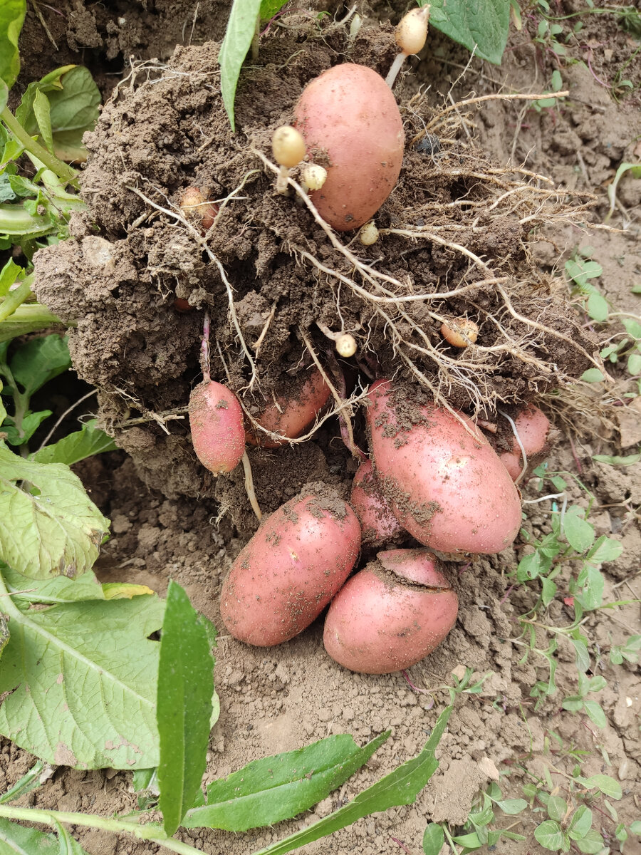 Первая картошка