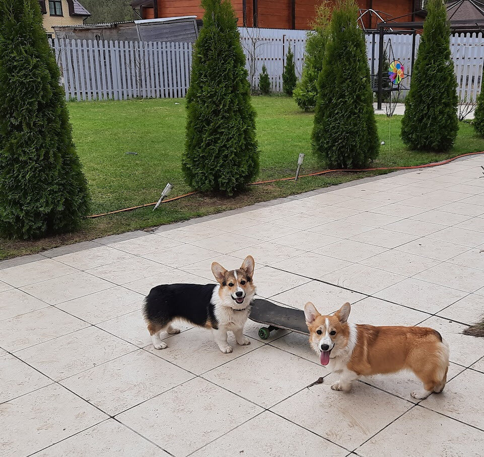 Сестрички со скейтом. 