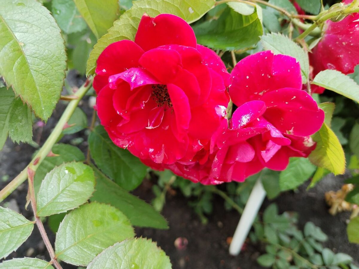 Наш самый большой куст - просто усыпан весь цветами