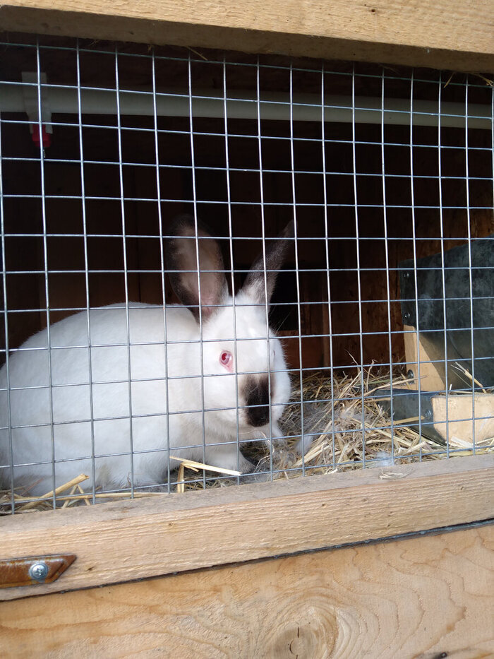 А кролик выйдет картинка