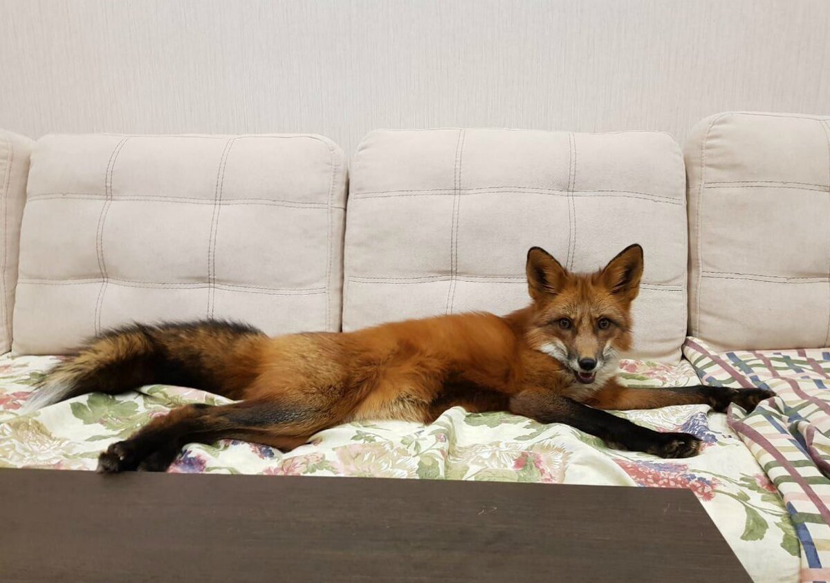 Фотография взята с Яндекс картинок.