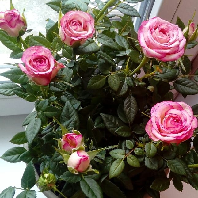 Комнатная роза