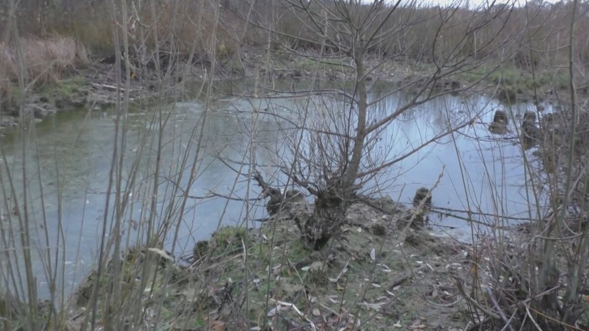 Один из изолированных омутов пруда