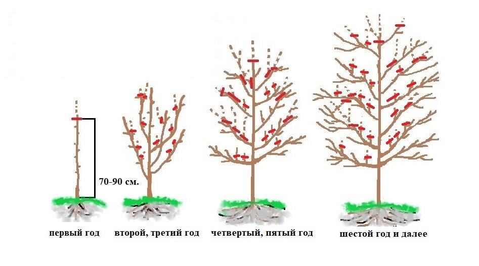 Схема обрезки старой груши