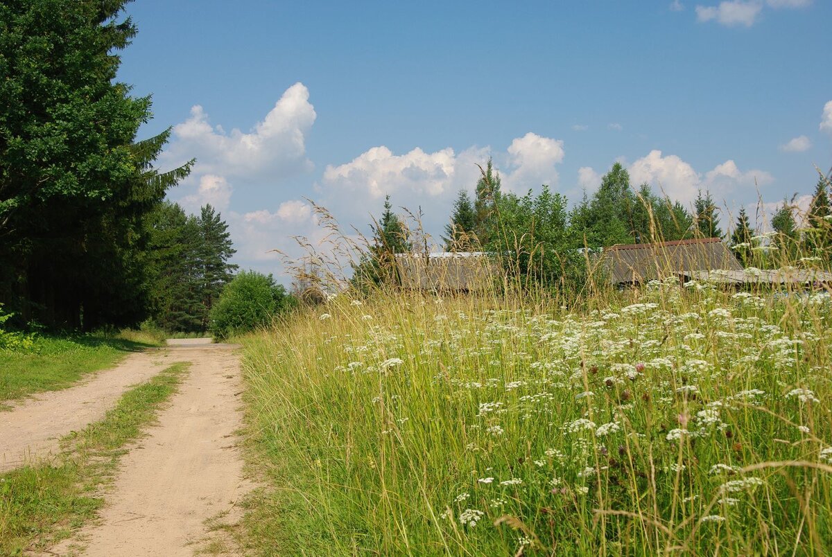 Луга в 4 доме. Деревня летом. Деревня Луги. Поле деревня. Луг в деревне.