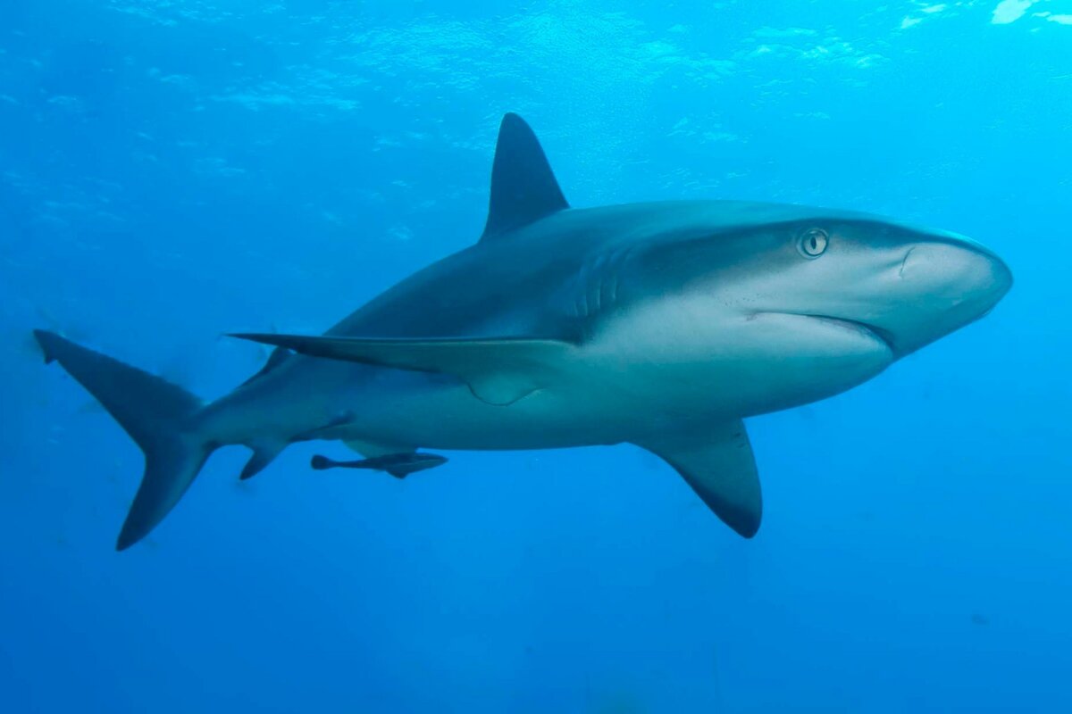 Есть ли акулы у берегов Мексики?