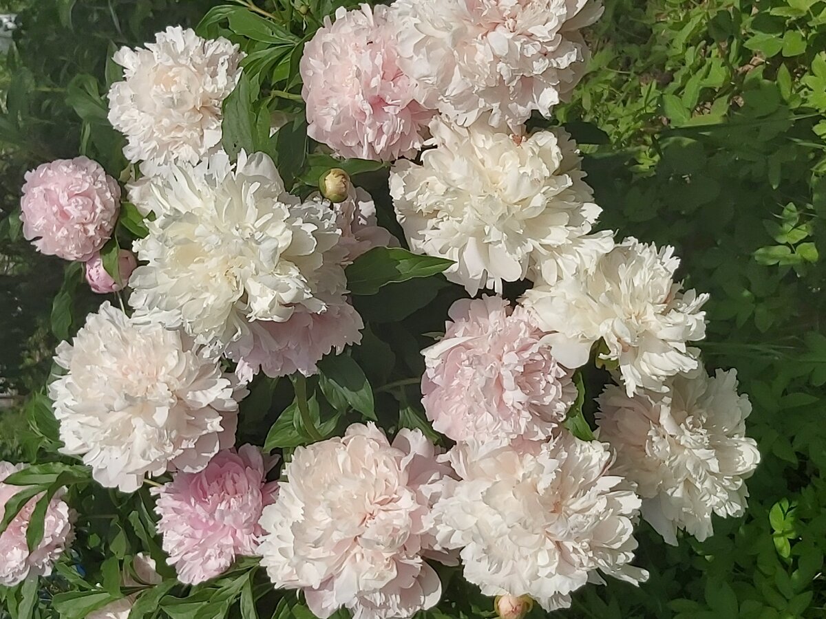 Я насчитала 38 цветков