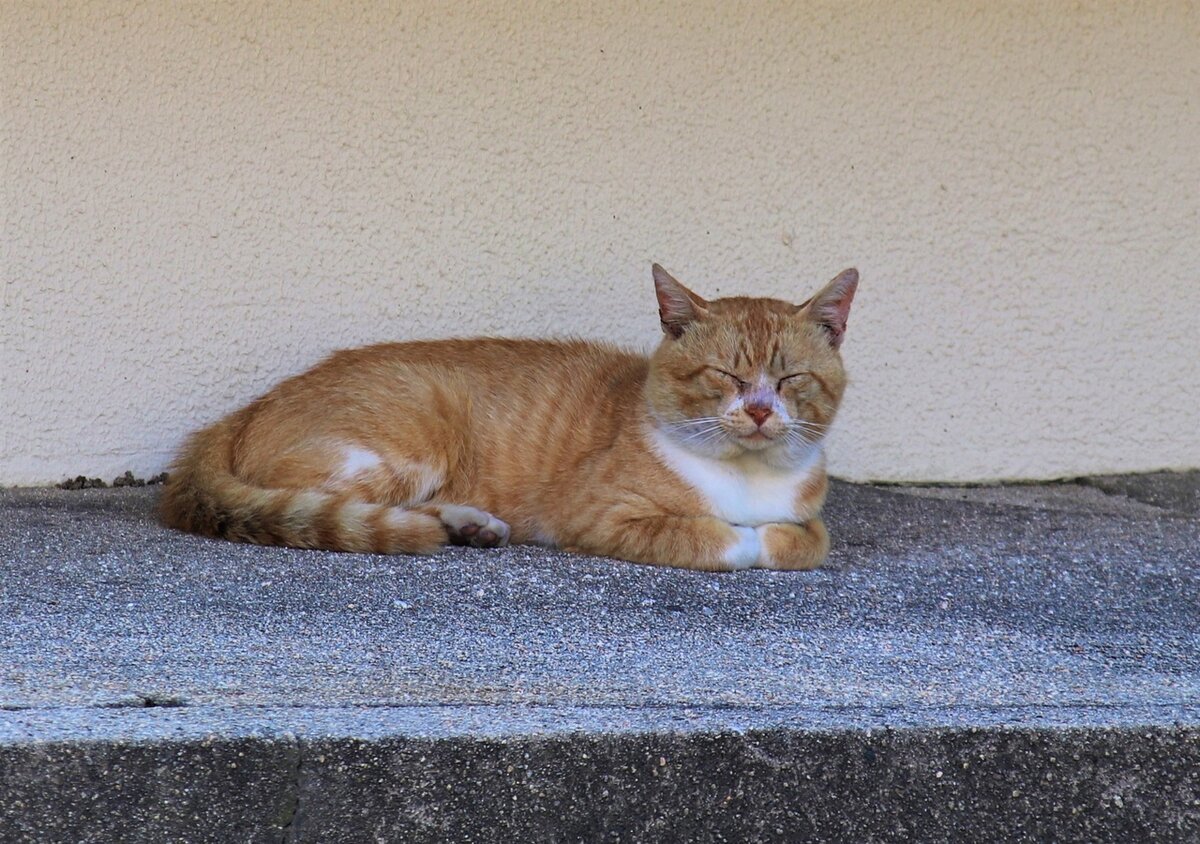 Кот у синтоистского  храма