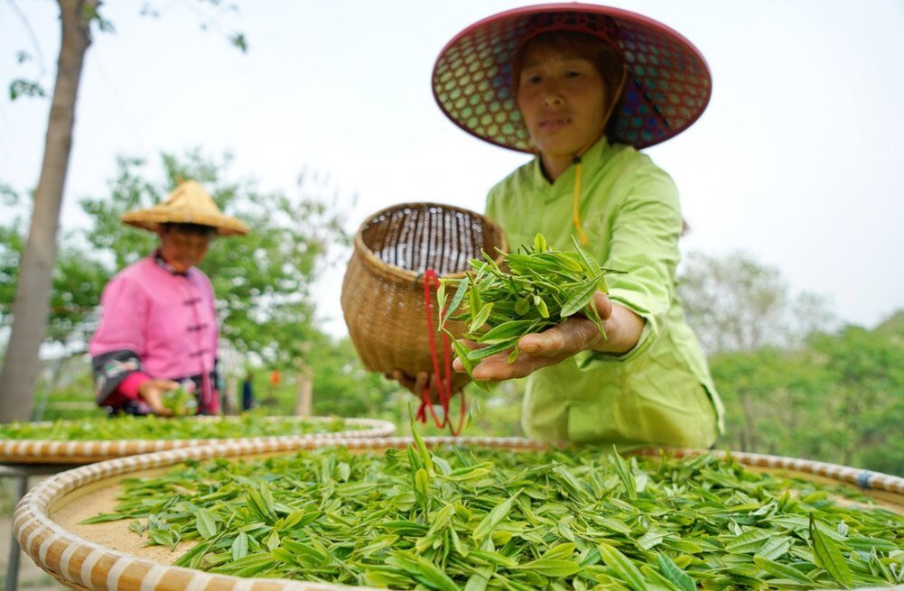 Сбор китайского чая. Чайные плантации в Китае. Плантации чая в Китае. Сбор чая. Сбор чая в Китае.