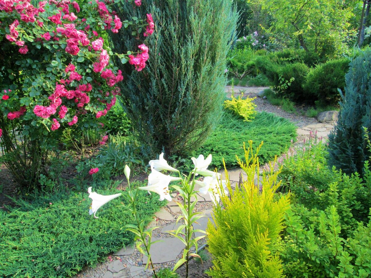 Тропинки и бордюры  в саду могут быть самые разные. У меня в растут можжевельники горизонтальные "Минт Джулеп" Разрастаются быстро. Растут красивым зелёным ковром. Я их выстригаю плавными линиями, чтобы ветки не сползали на дорожки. Через ветки такого можжевельника не прорастает ни какая трава. Но давно посаженные луковичные-крокусы и галантусы через него пробиваются и цветут.