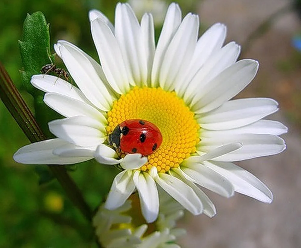 Божьи коровки летали вокруг Ромашки пятнистым красным облачком. То подлетали, то отдалялись, как бы танцуя вокруг неё. Некоторые осторожно садились на цветок.....