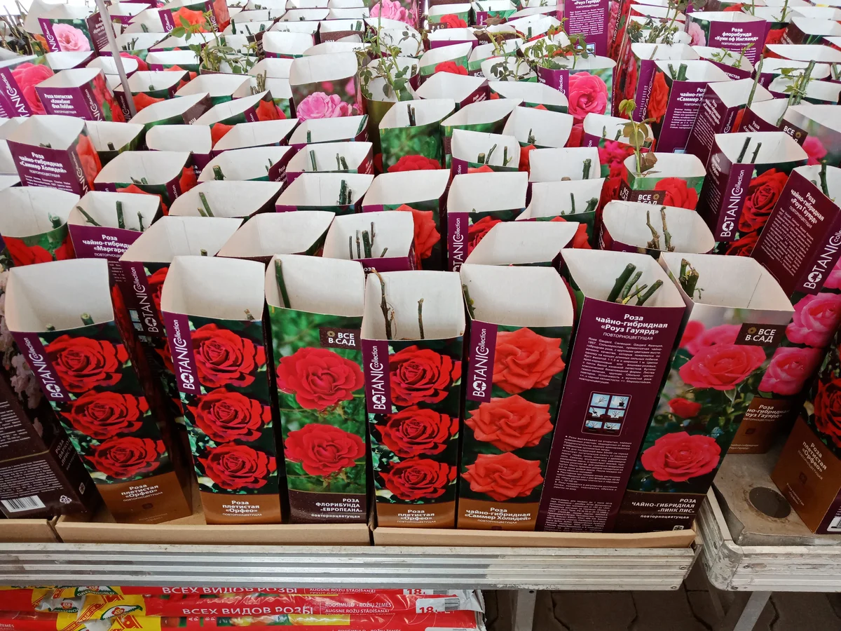 Тольятти где купить саженцы. Саженцы роз в коробках. Рассада роз. Саженцы роз в Ашане. Сажгняы роз в коробочках в магазине.