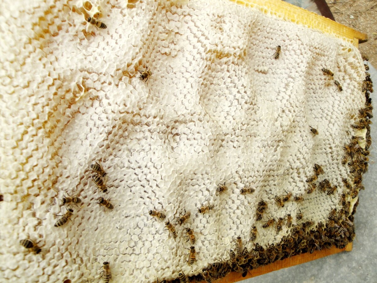 Foto: www.gench-honey.com