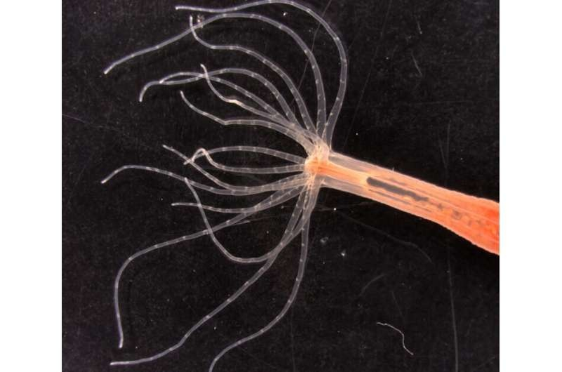 Актиния  вида Nematostella vectensis использует специализированные стрекательные  клетки, чтобы определять изменения в окружающей среде и выстреливать  токсичным шипом, который протыкает и отравляет добычу. Стрекательные  клетки в щупальцах используют уникальный ионный канал для запуска  жаления в ответ на присутствие добычи. Авторство: Кристоф Дюпре и Кейко  Уэйр
